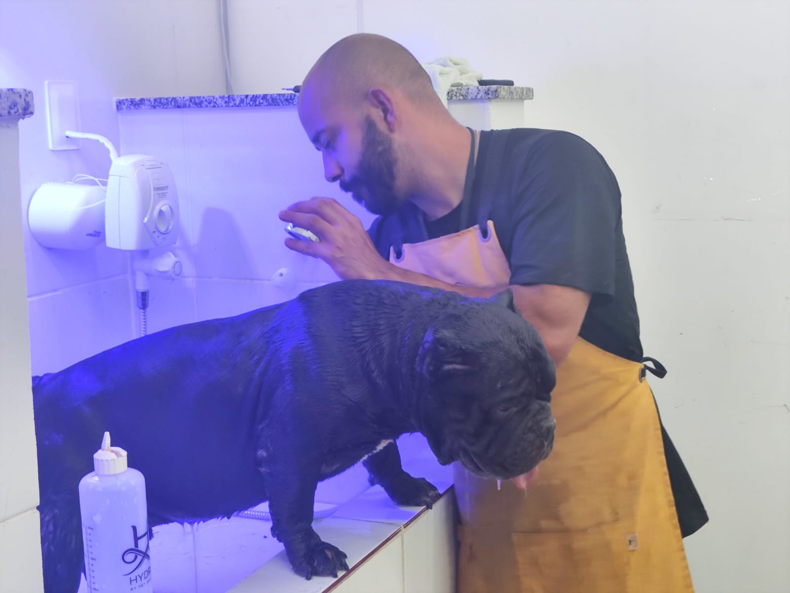 American Bully tomando banho