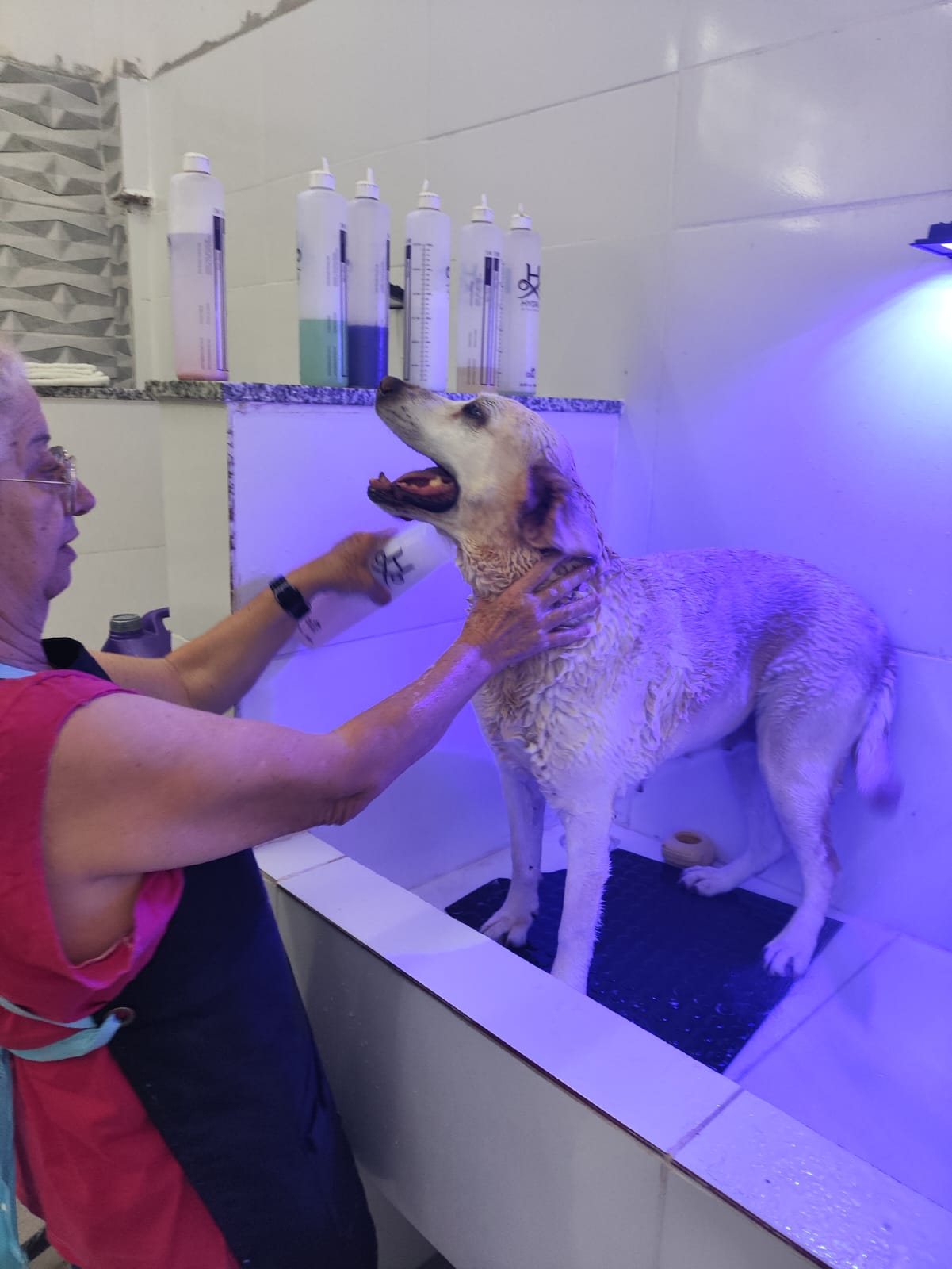 Labrador tomando banho