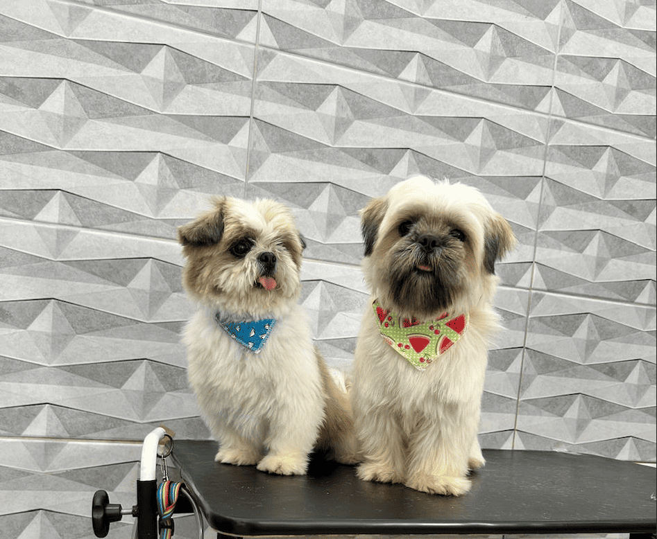 Duas cachorras deitadas após o banho, mostrando o resultado da tosa.